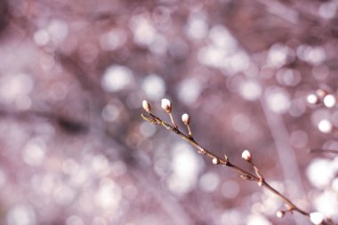 Beyaz Kiraz Tomurcukları. İlkbahar. Yakın çekim..