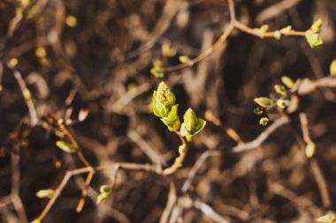 Yeşil Leylak tomurcukları. İlkbahar. Yakından Çekilenler.