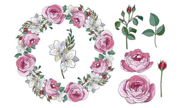 Vettore Serie Floreale Rose Rosa Fresie Bianche Bella Corona Illustrazione — Vettoriale Stock