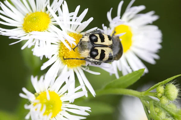 Brush beetle (Trichius fasciatus) on fine jet (Erigeron annuus)