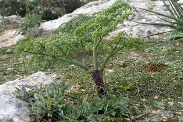 Young plant Giant Fennel (Ferula spec.), Dingli, Malta