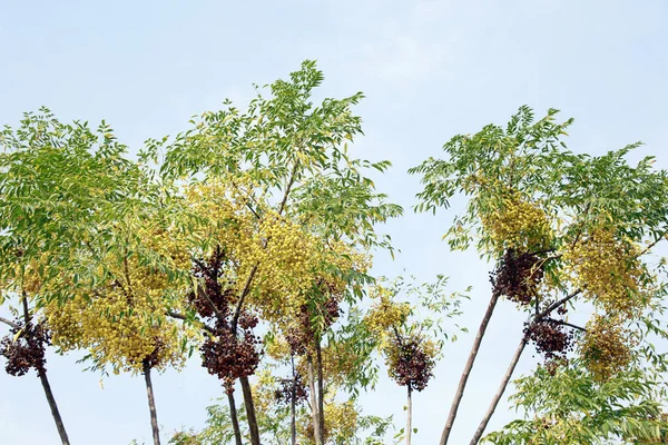 Cedar tree or Indian cedar tree (Melia azedarach) - leaves and fruits, Famagusta, Turkish Republic of Northern Cyprus