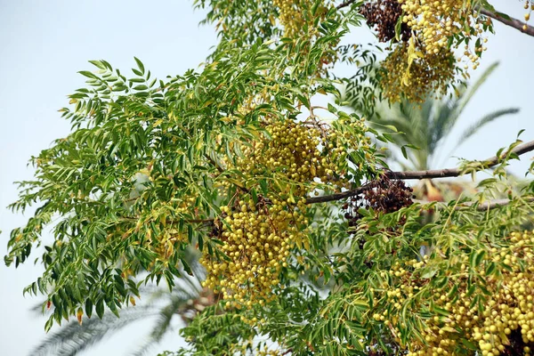 Cedar tree or Indian cedar tree (Melia azedarach) - leaves and fruits, Famagusta, Turkish Republic of Northern Cyprus