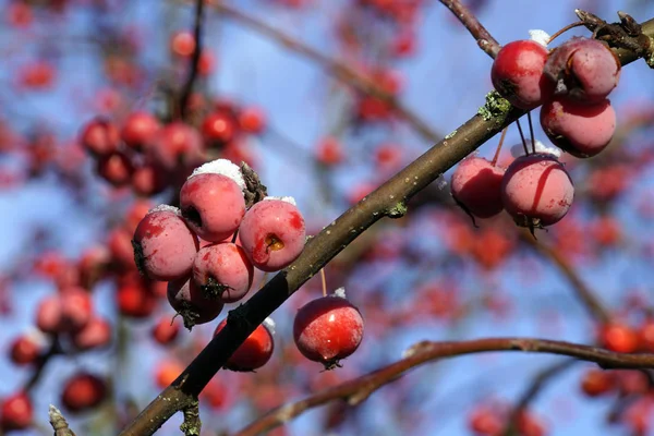 red cherry apples (Malus baccata), also apple berries, Winsen (Luhe), Lower Saxony, Germany