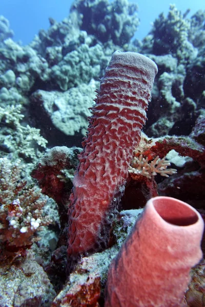 Spiked Tube Sponge (Callyspongia crassa), El Quseir, Egypt