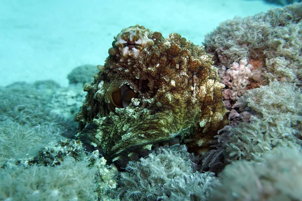 Common octopus (Octopus vulgaris), El Quseir, Egypt