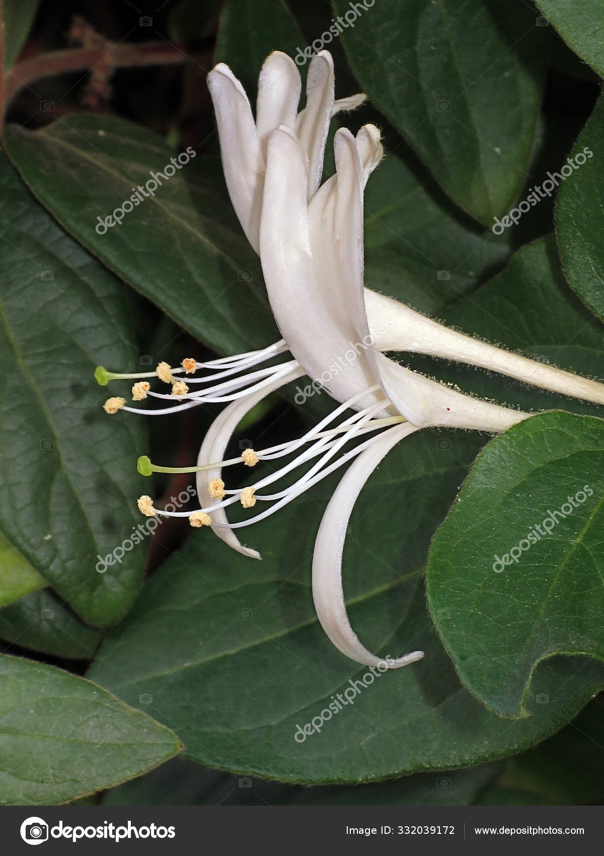 スイカズラ写真素材 ロイヤリティフリースイカズラ画像 Depositphotos