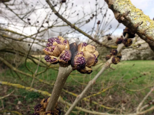 violet flower buds of a  ash tree, European ash or common ash (Fraxinus excelsior), in the background a meadow orchard, Weilerswist, North Rhine-Westphalia, Germany