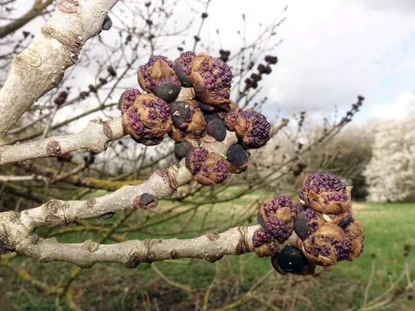 violet flower buds of a  ash tree, European ash or common ash (Fraxinus excelsior), in the background a meadow orchard, Weilerswist, North Rhine-Westphalia, Germany