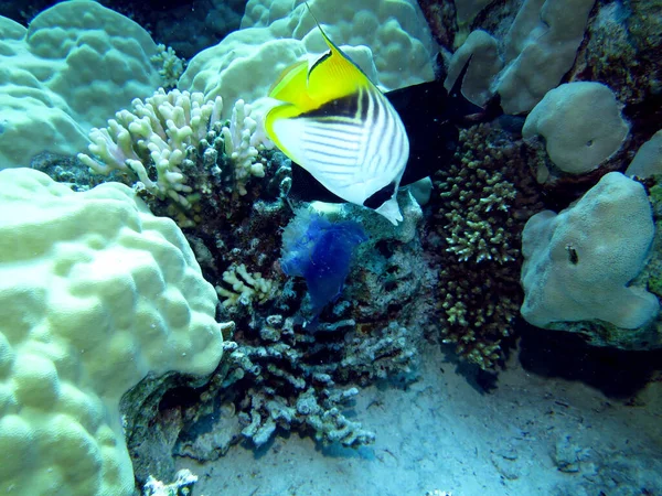 Underwater sea life in red sea, Egypt