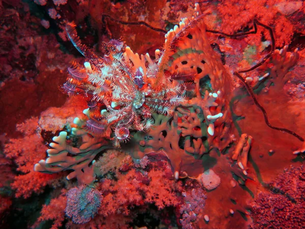 Underwater sea life in red sea, Egypt