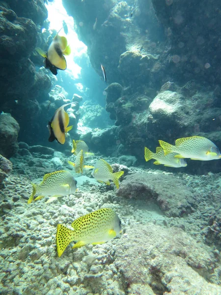 Underwater sea life in red sea, Egypt