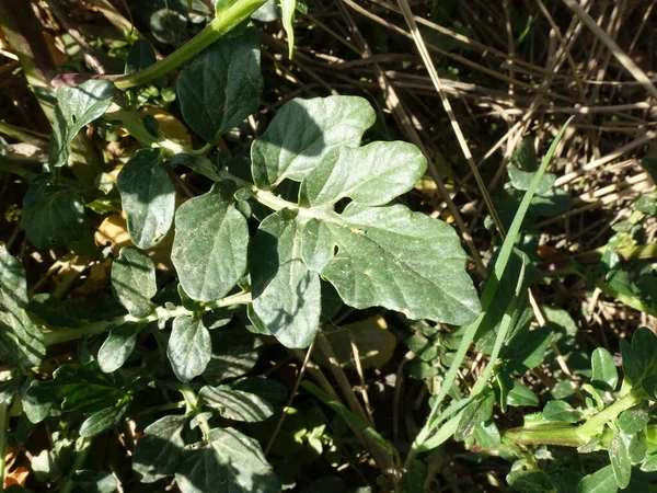 Winter cress (Barbarea vulgaris), also Barbara herb or Barbara herb - basal leaves, Weilerswist, North Rhine-Westphalia, Germany