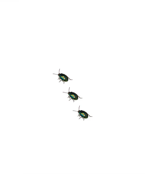 Буг. Зелена комаха з металевим блиском. Листяний жук. Ізольований білий фон. Блискучий світлячок. Чудовий зразок. Смарагдовий садовий шкідник. Колінчаста комаха з вусами . — стокове фото