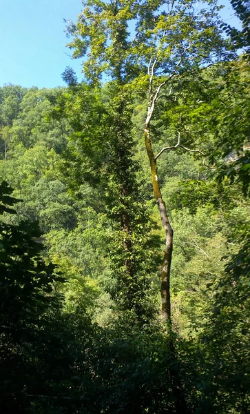 Mooie boom in een prachtig bos — Stockfoto