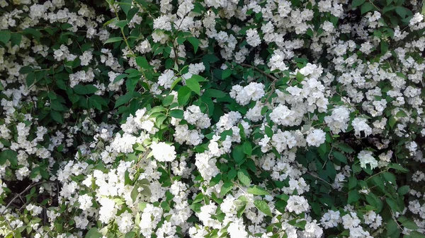 In het park bloeit een jasmijnstruik in witte bloemen. — Stockfoto