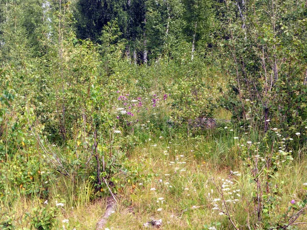 Malebná louka v lese — Stock fotografie