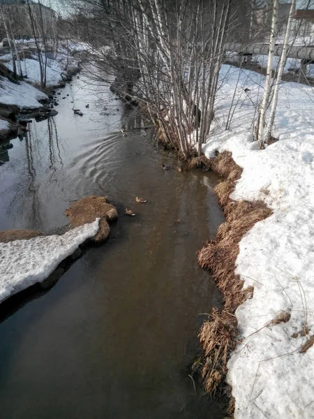 Vuile rivier in de winter, eenden zwemmen in het water — Stockfoto