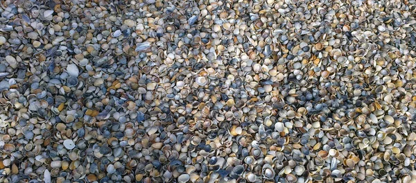 Background of shells on the seashore — Stock Photo, Image