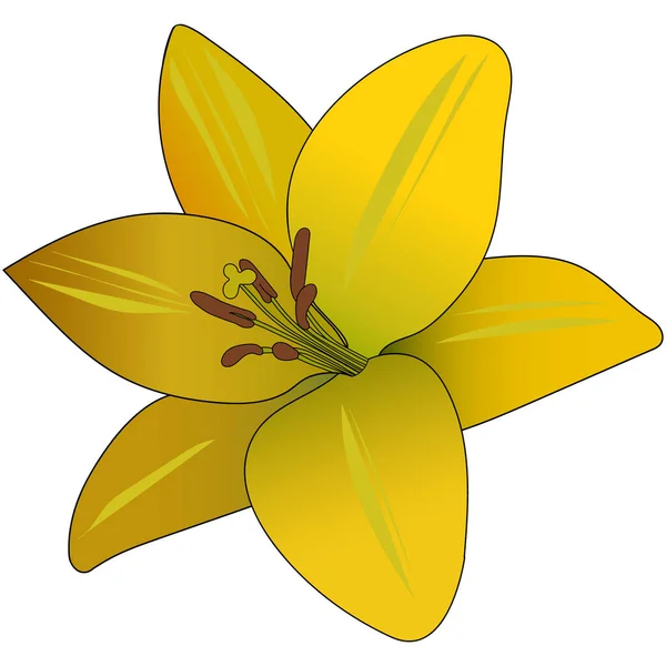 Gelb Orange Lilie Sommerblume Farbige Vektorabbildung Floraler Druck Pflanze Auf — Stockvektor