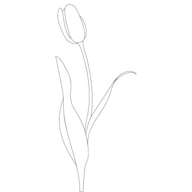 Lale. Bahar otu. Narin çiçek. Robot resim. Vektör çizimi. Tecrit edilmiş bir arka plan. Çocuklar için boyama kitabı. Güzel bitki. Siyah beyaz çizim. Web tasarımı, davetiyeler, kartpostallar için fikir.