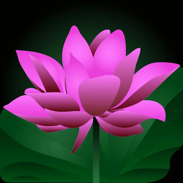 Water Lily Blossoming Pink Bud Mysterious Flower Night Lotus Valley — Stock Vector