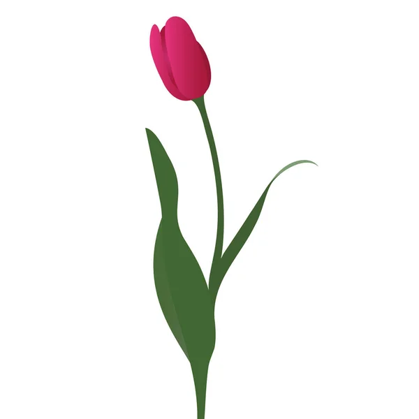 Kolorowa Ilustracja Wektora Tulipana Jasnoróżowy Bud Symbol Czułości Roślina Odosobnionym — Wektor stockowy