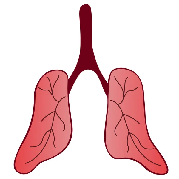 Pulmón Del Paciente Órgano Respiratorio Aire Con Una Red Capilar — Archivo Imágenes Vectoriales