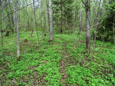 Vahşi ormanda bir patika, asla bir insan ayağı tarafından çiğnenmemiş.