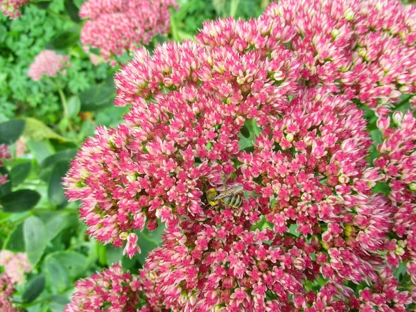 Pszczoła Siada Sedum Różowe Małe Kwiatuszki — Zdjęcie stockowe