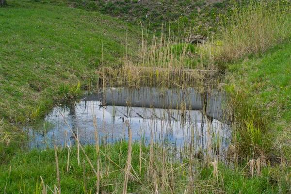 Ein Kleiner Verlassener Teich Sümpfe Und Hohes Gras — Stockfoto