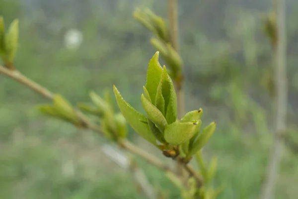 Első Zöld Levelek Tavasz Eleje Egy Faág — Stock Fotó