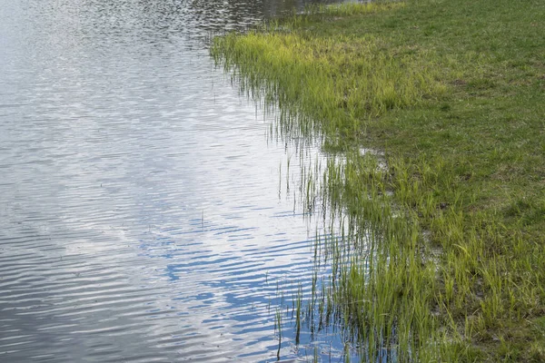 Brzeg Jeziora Przejrzysta Niebieska Woda Krawędź Zieloną Trawą — Zdjęcie stockowe