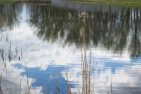 Teich Park Spiegelung Wasser Trockenes Gras — Stockfoto