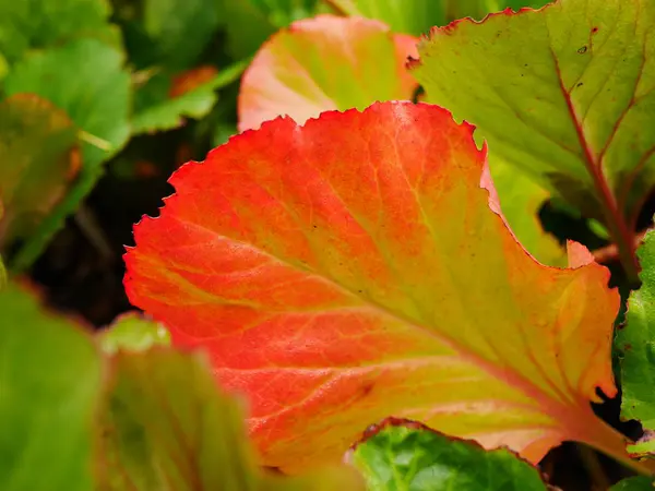 Sonbaharda parlak kırmızı bergenia (fil kulağı) yaprağı