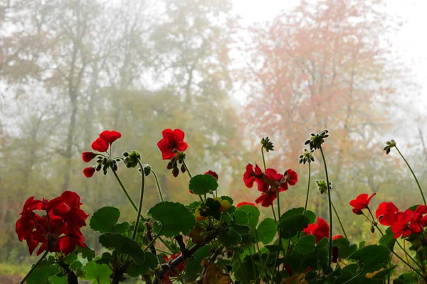 Kırmızı pelargoniumlar içeride, ağaçlar sonbaharda arka planda.