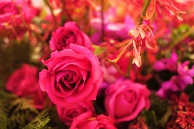 Çerçevede olağanüstü pembe bir gül