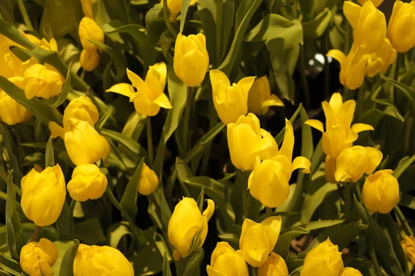 Beautiful line of yellow tulips