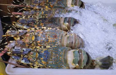  Plastik tepsiye buz doldurulmuş taze ıstakozlar.