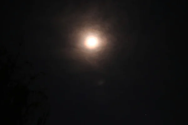 Full Moon Tree Dark Sky — Stock Photo, Image