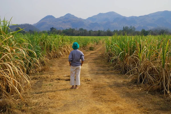 Woman walks on the road amidst a maize field