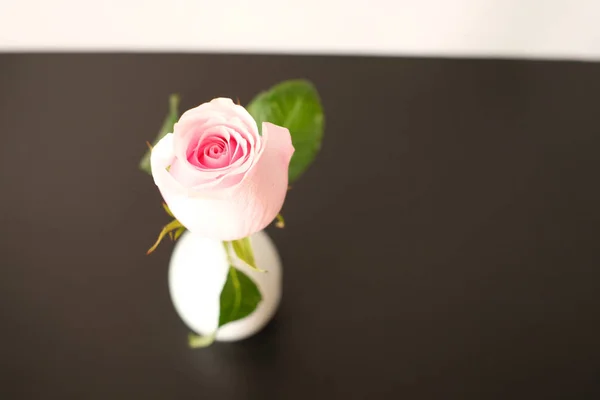 Close Pink Rose Brown Background — 스톡 사진
