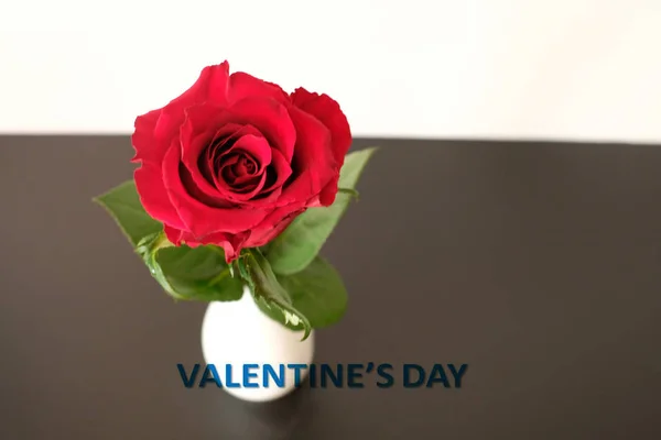 Close Red Rose Valentine Day — 스톡 사진