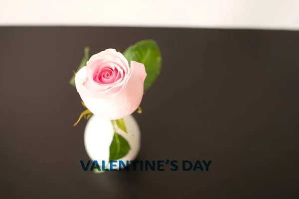 Close Pink Rose Valentine Day — 스톡 사진