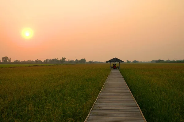 Puesta Sol Sobre Campo Arroz Puente Madera —  Fotos de Stock