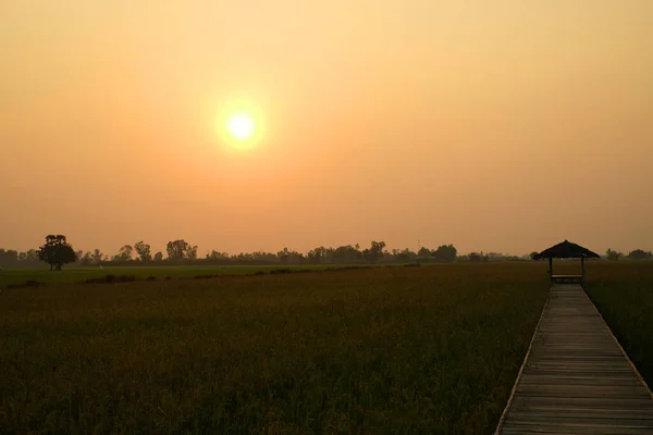 稻田和木桥上方的落日 — 图库照片