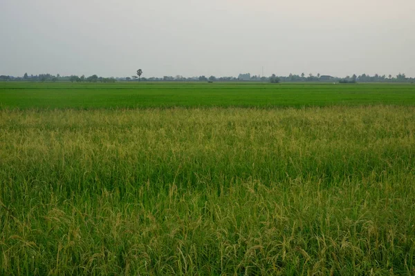 下午的绿稻田 — 图库照片