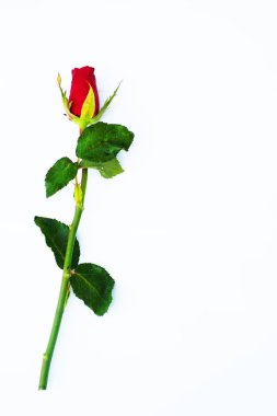  beyaz zemin üzerinde tek kırmızı gül