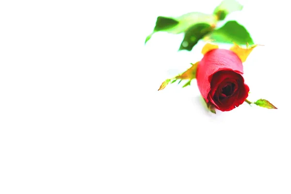 Pojedyncza Czerwona Róża Rozmytymi Liśćmi Białym Tle — Zdjęcie stockowe