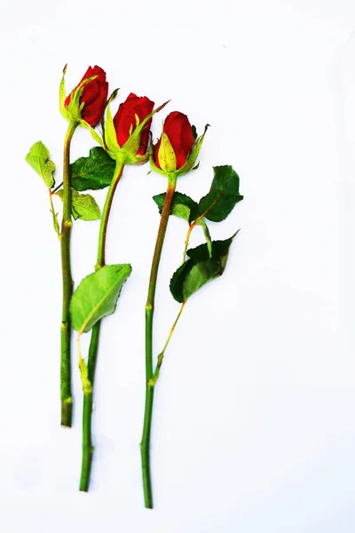 Trzy Czerwone Róże Białym Tle — Zdjęcie stockowe